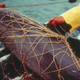 Vaquita marina atrapada en las redes de pesca de la totoaba. Imagen: NOAA / Flickr